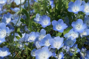 nemophila-spring-flowers-blue-blue-flowers-small-flowers-park